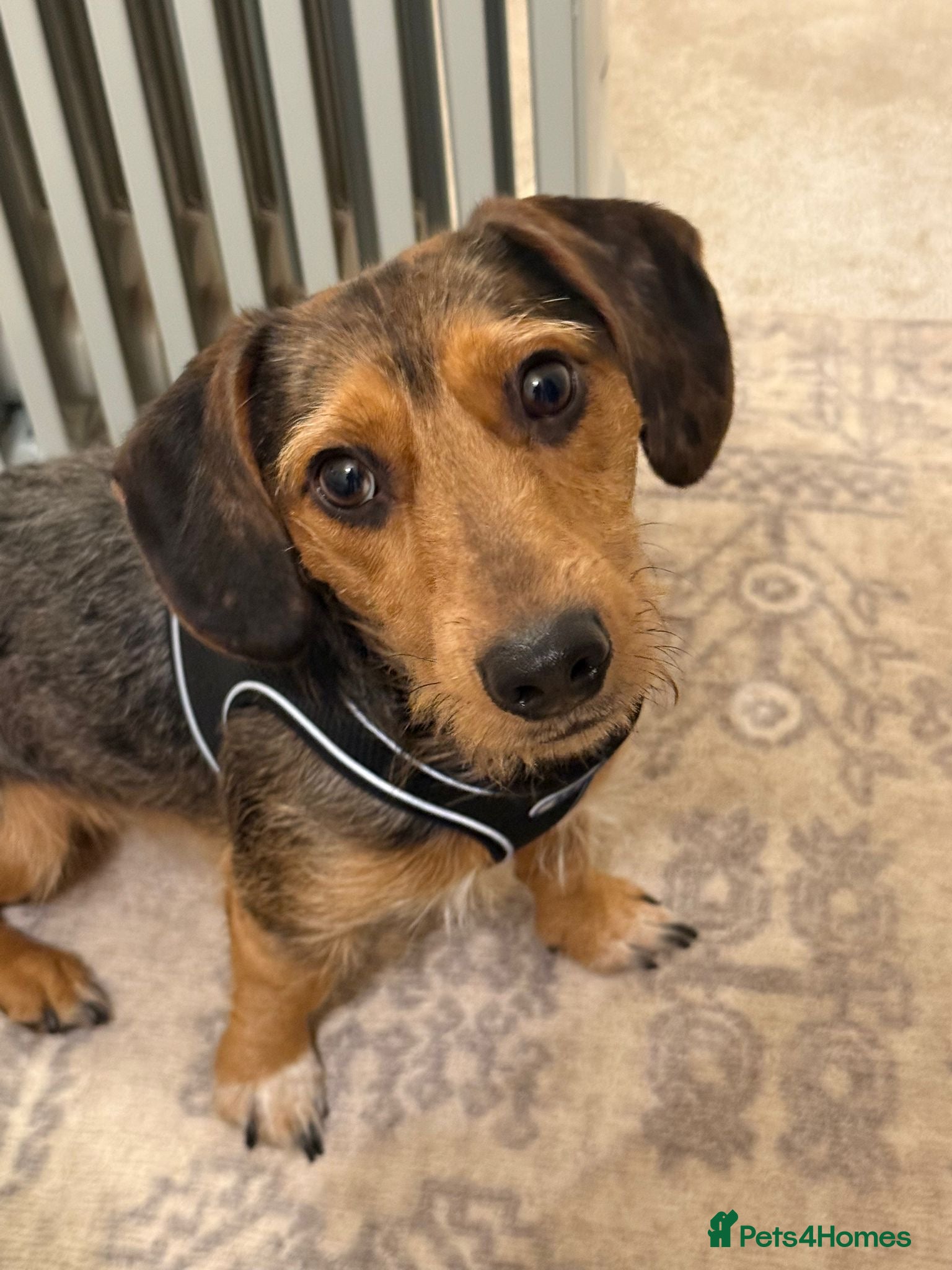 Mixed Breed dogs Bentley looking for a loving home - Advert 1