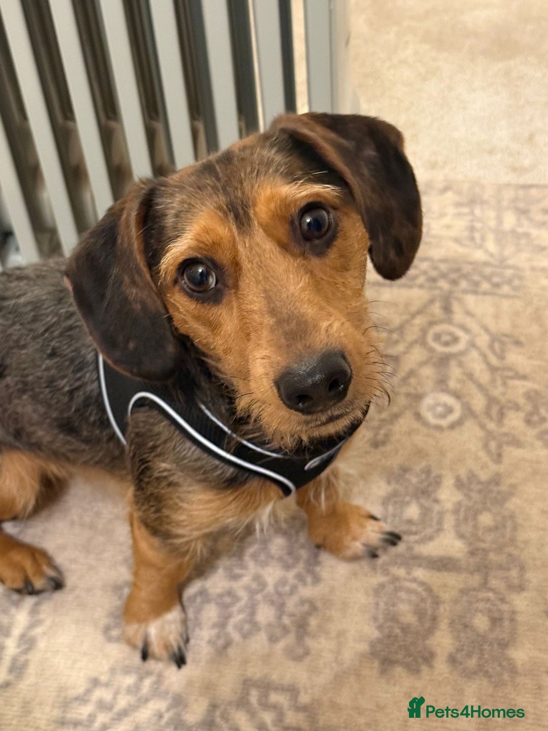 Mixed Breed dogs for sale: Bentley looking for a loving home - Advert 1