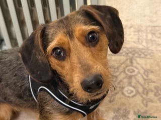 Mixed Breed dogs Bentley looking for a loving home - Advert 1