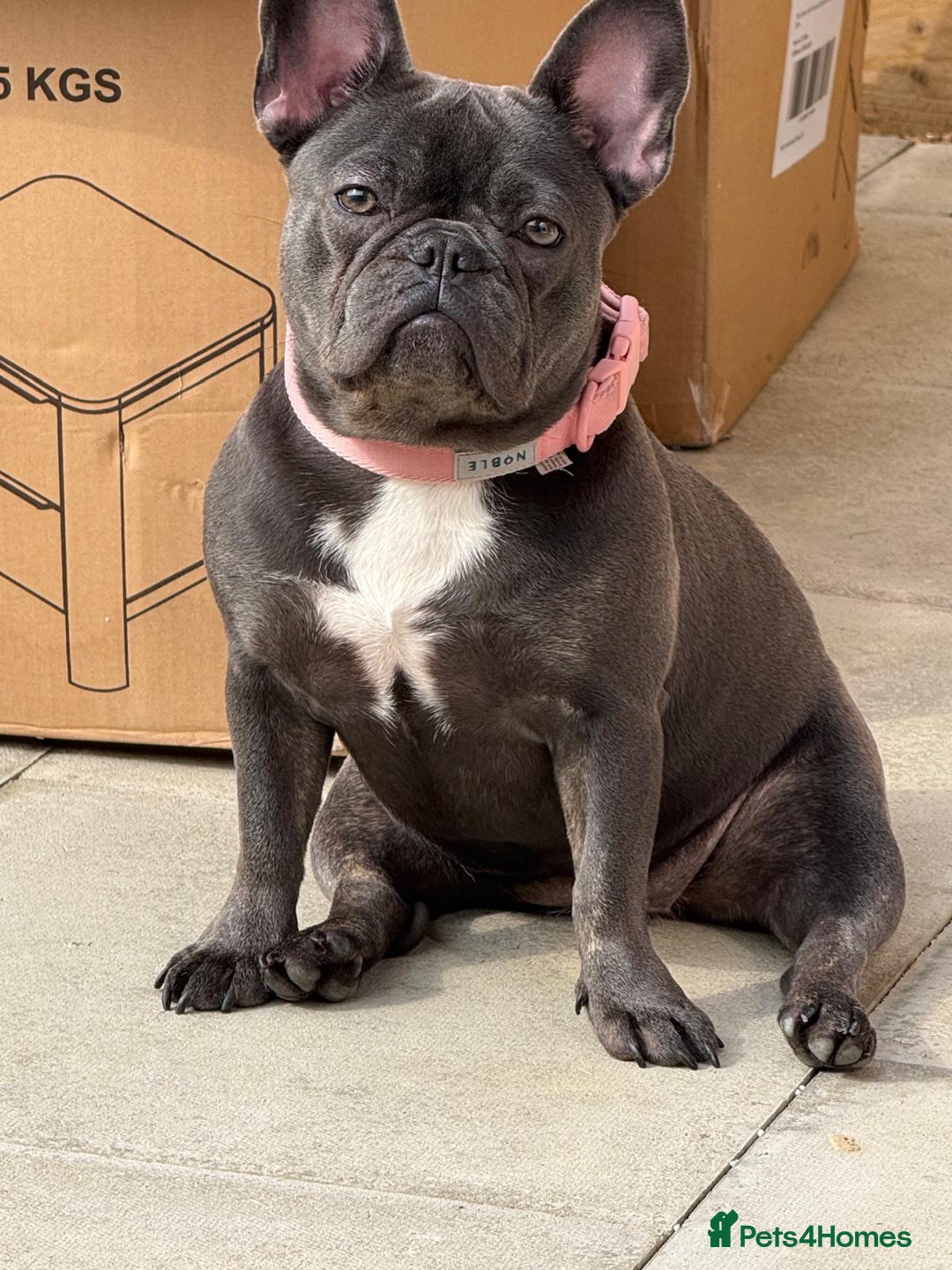 French Bulldog dogs for sale: Frenchie for new home - Image 2