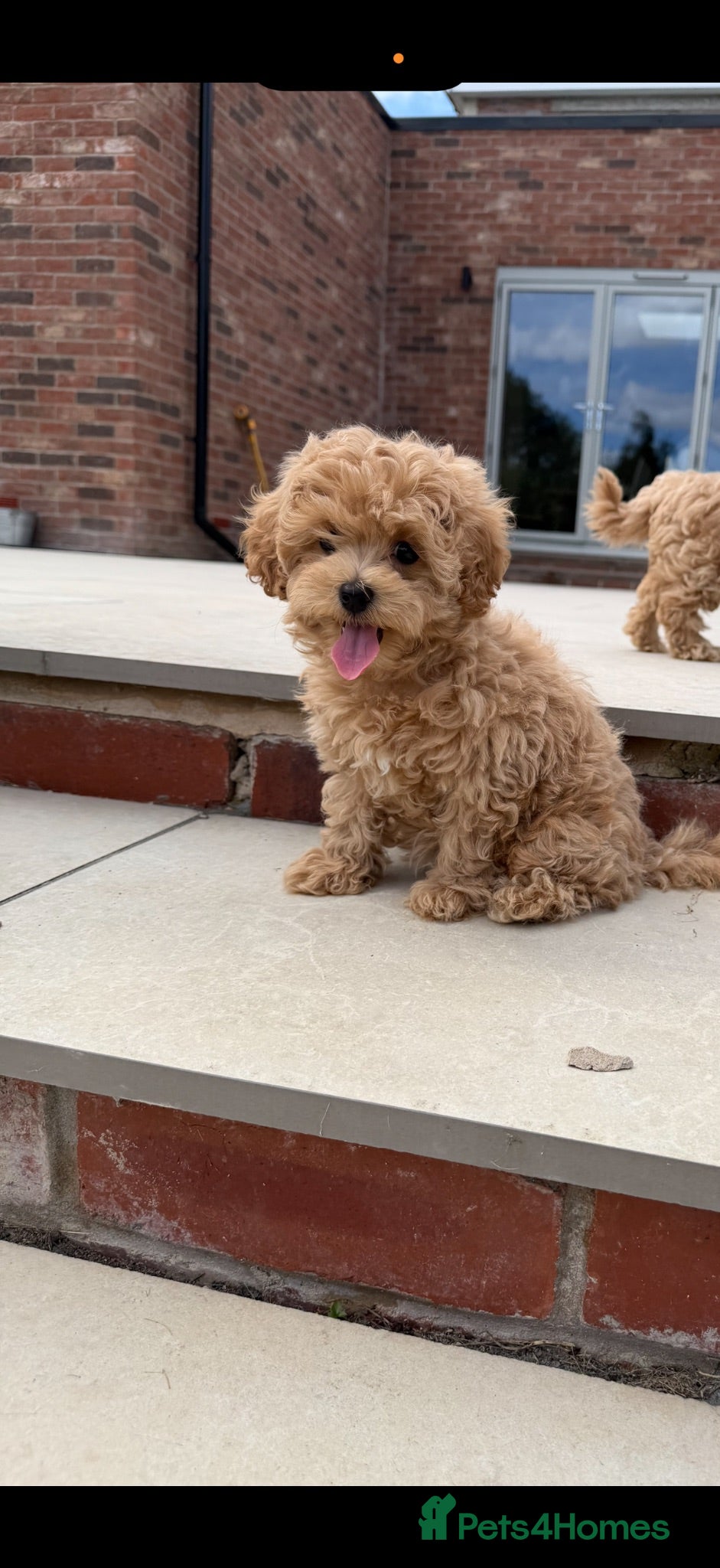 Maltipoo dogs Adorable Health tested F1 Maltipoo puppies - Advert 1