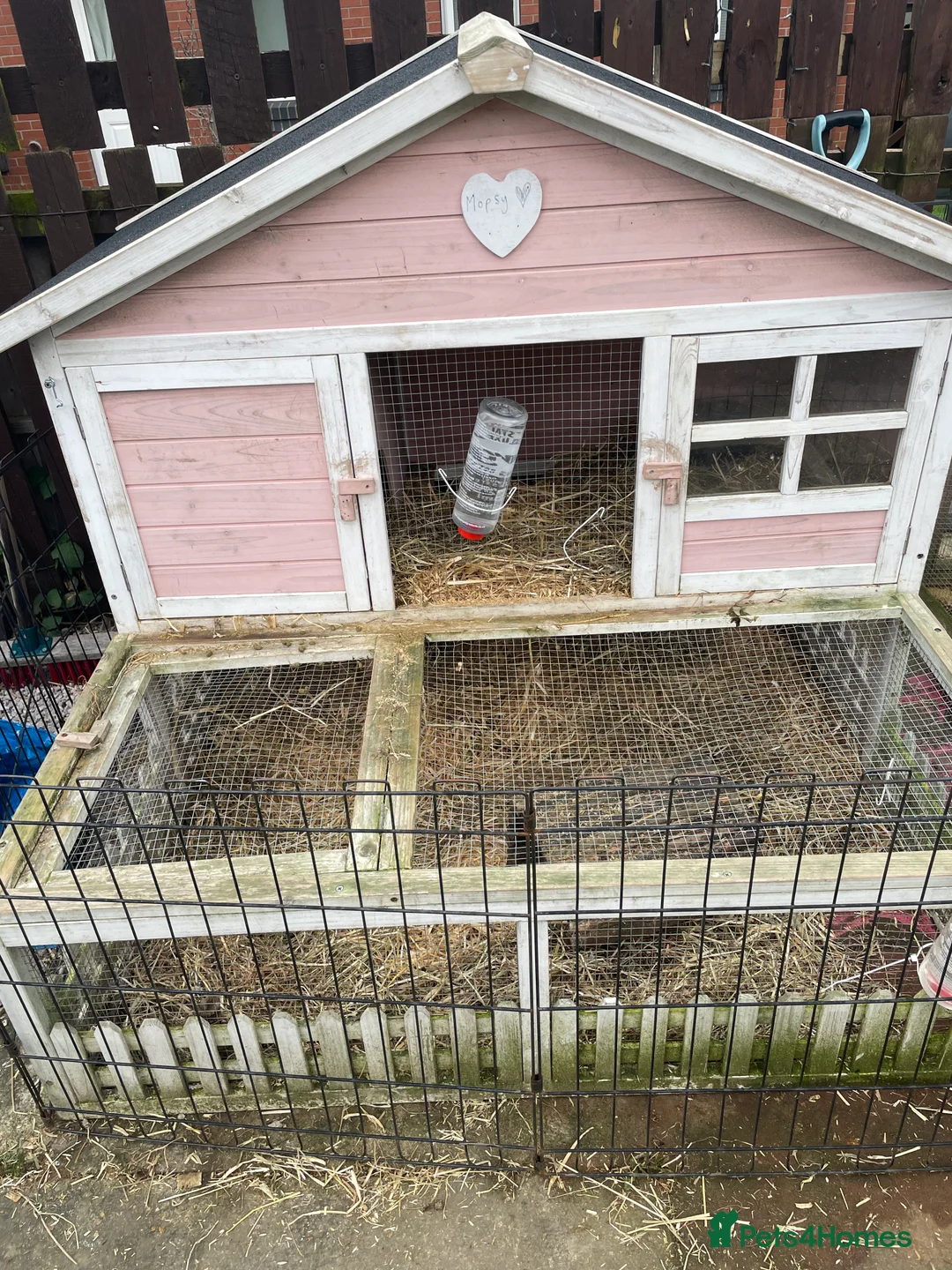 Guinea Pig rodents for sale: Guinea pigs in Leeds - Advert 5