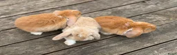 Mini Lop rabbits for sale: Three cute mini lops. - Advert 2