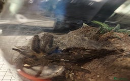 Tarantulas invertebrates for sale: Rehoming Collection of 17 Tarantulas, 1 Scorpion - Image 16