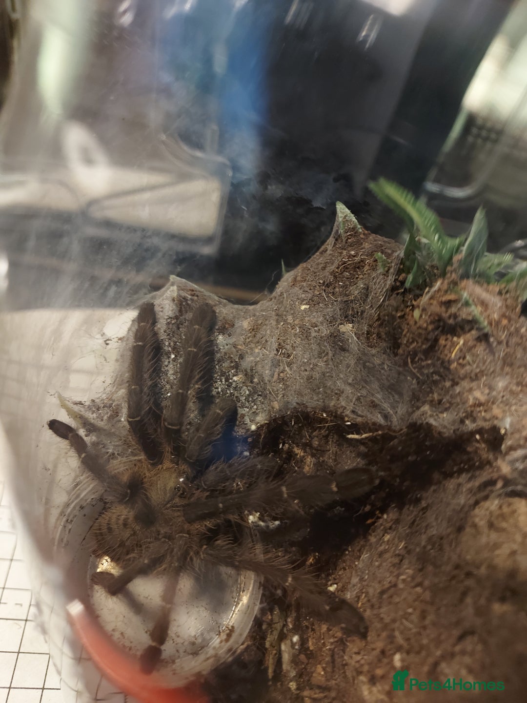 Tarantulas invertebrates for sale: Rehoming Collection of 17 Tarantulas, 1 Scorpion - Image 16