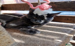 Maine Coon cats for sale: Maine coon purebred pedigre xl in Barnsley - Image 4