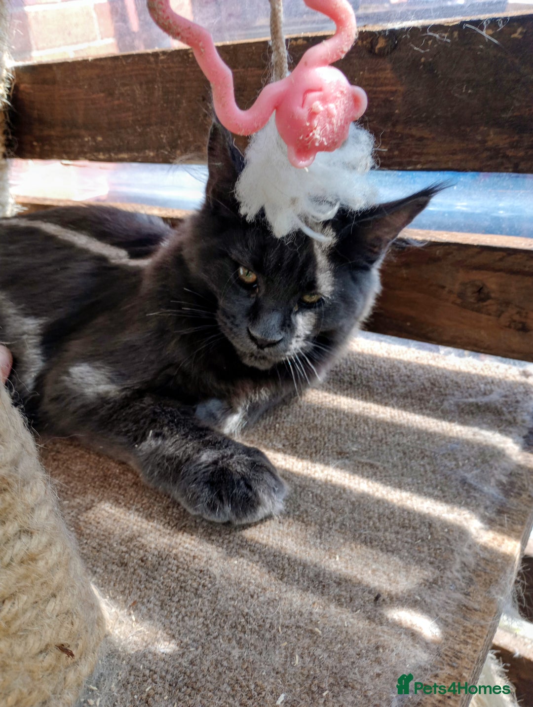 Maine Coon cats for sale: Maine coon purebred pedigre xl in Barnsley - Image 4