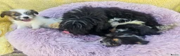 Mixed Breed dogs for sale: Jack-shih puppies - Advert 4
