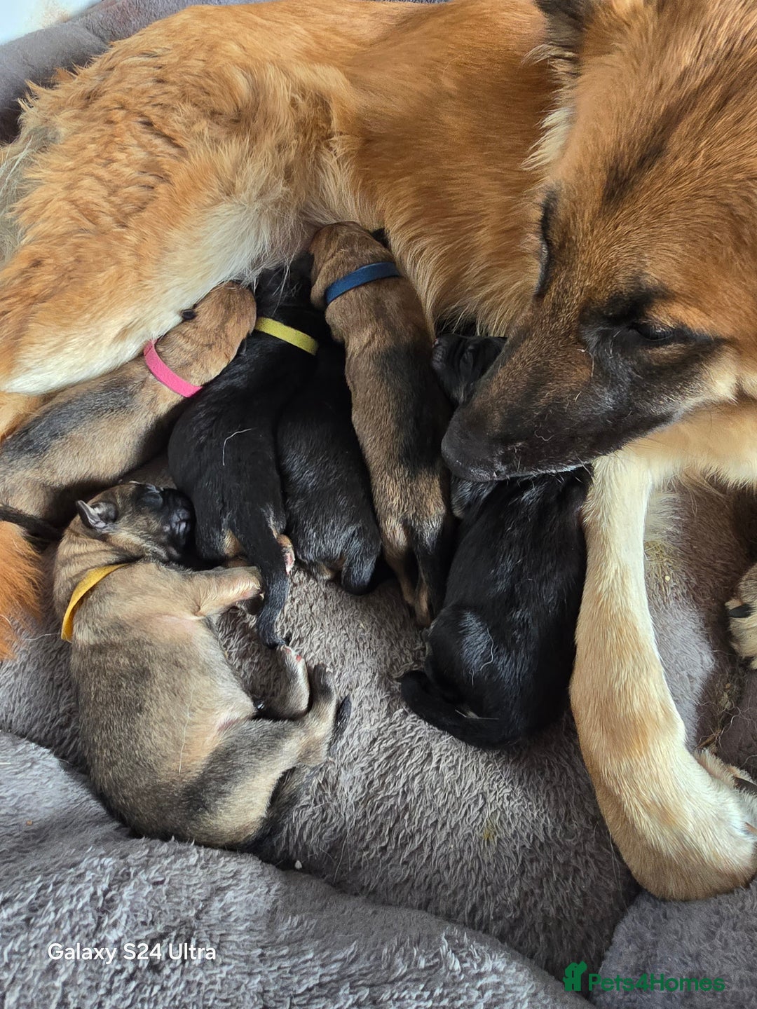 German Shepherd dogs for sale: KC Reg German Shepard's - Advert 8