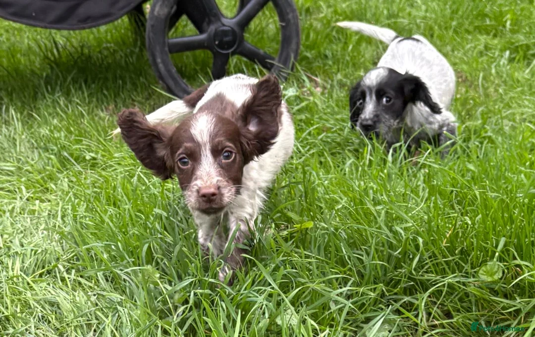 Sprocker dogs for sale: Beautiful sprockers for sale - Advert 2