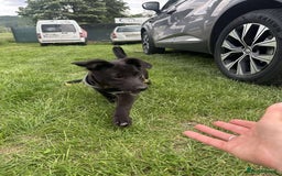 Mixed Breed dogs for adoption: Meet Raegan,  currently residing in Surrey - Image 5