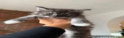 Mixed Breed cats for sale: Half MAINE COON x Domestic Cat - Advert 16