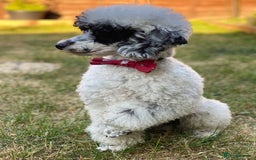 Toy Poodle dogs for stud: Parti Toy Poodle KCregistered PRA PRCD NEG proven - Image 16
