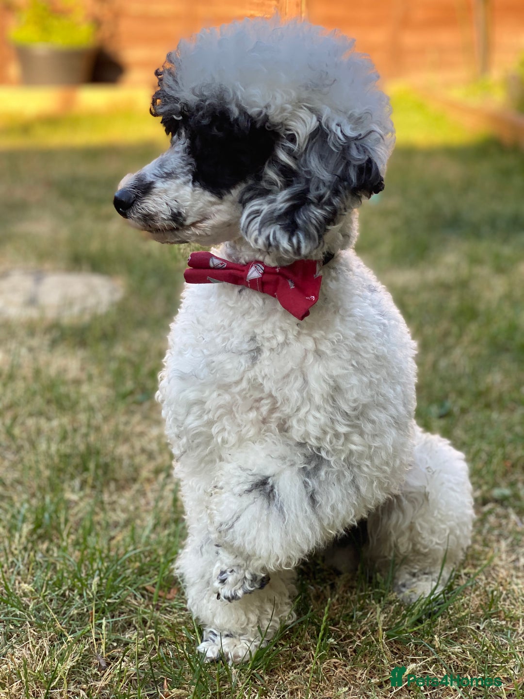 Toy Poodle dogs for stud: Parti Toy Poodle KCregistered PRA PRCD NEG proven - Image 16