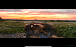 Cocker Spaniel dogs for sale: Rocky - 4.5 year old cocker spaniel - Image 2