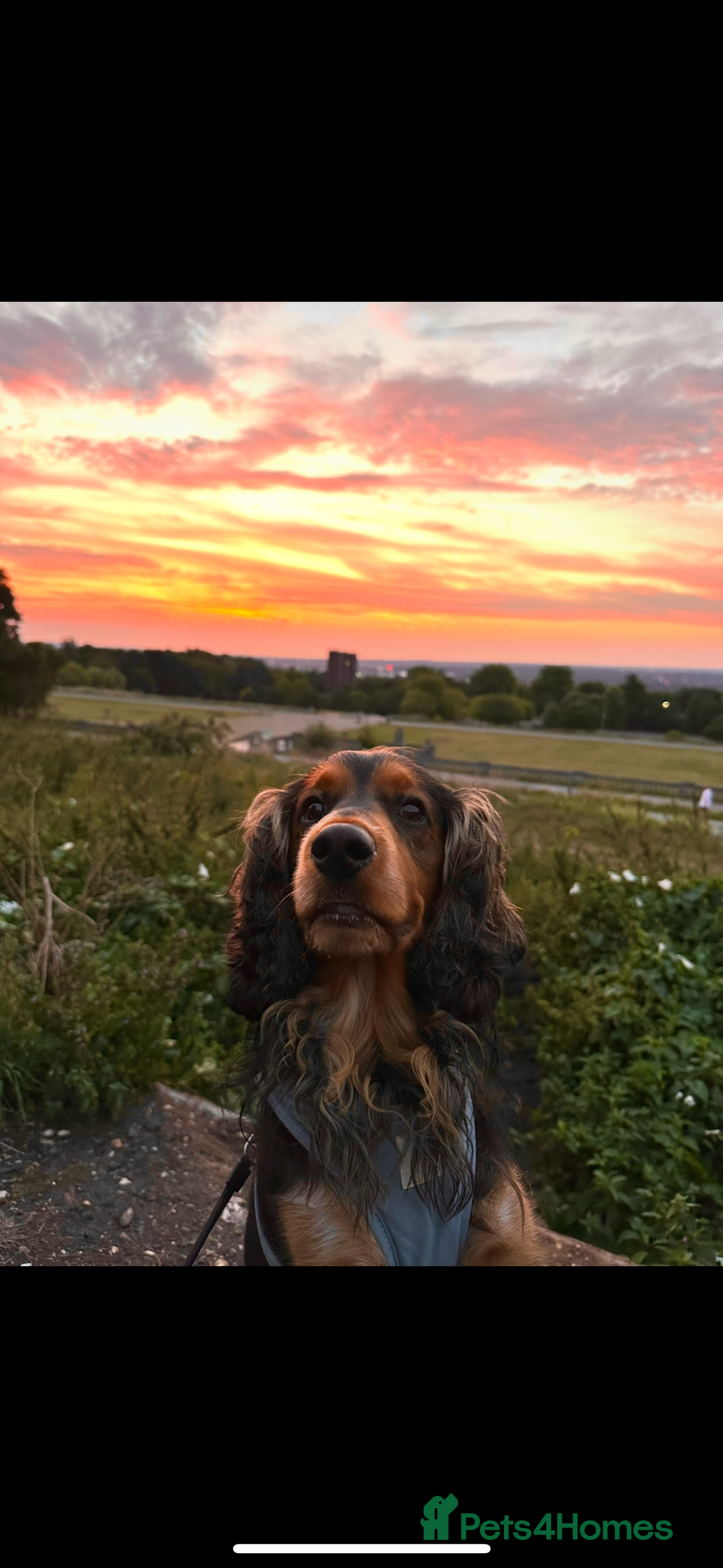 Cocker Spaniel dogs for sale: Rocky - 4.5 year old cocker spaniel - Image 2