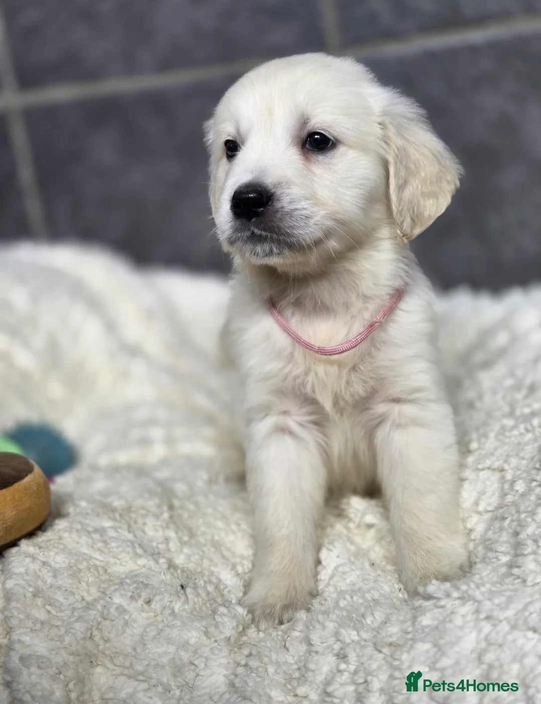 Golden Retriever dogs for sale: Beautiful kc golden retriever pups - Advert 2