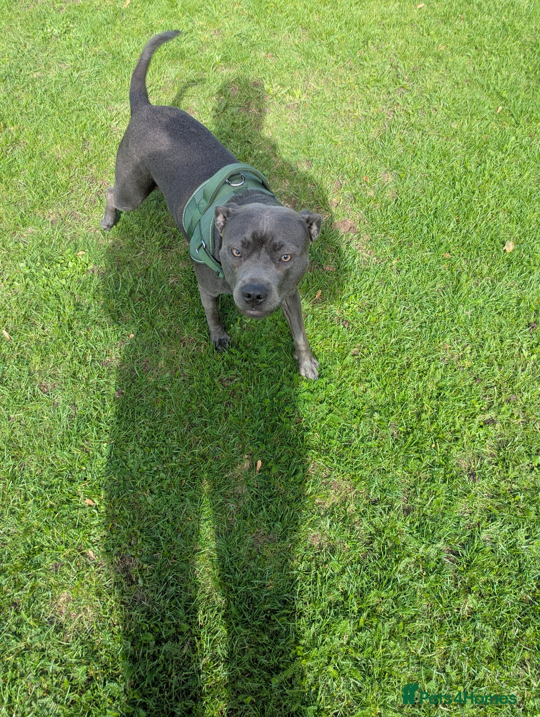 Staffordshire Bull Terrier dogs for sale: Blue female staff for sale  - Image 4