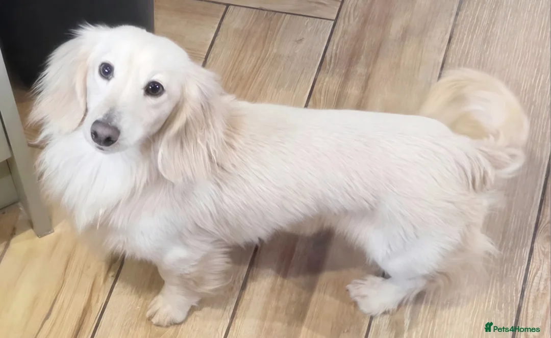 Miniature Dachshund dogs for stud: ⭐️KC ONE OF A KIND ee/ii CREAM MINI DACHSHUND⭐️ - Advert 2