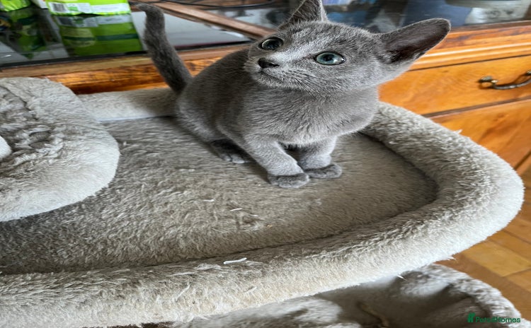Russian Blue cats - Advert 1