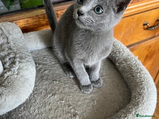 Russian Blue cats - Advert 2