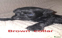 Miniature Schnauzer dogs for sale: 5 female miniature schnauzers - Image 10