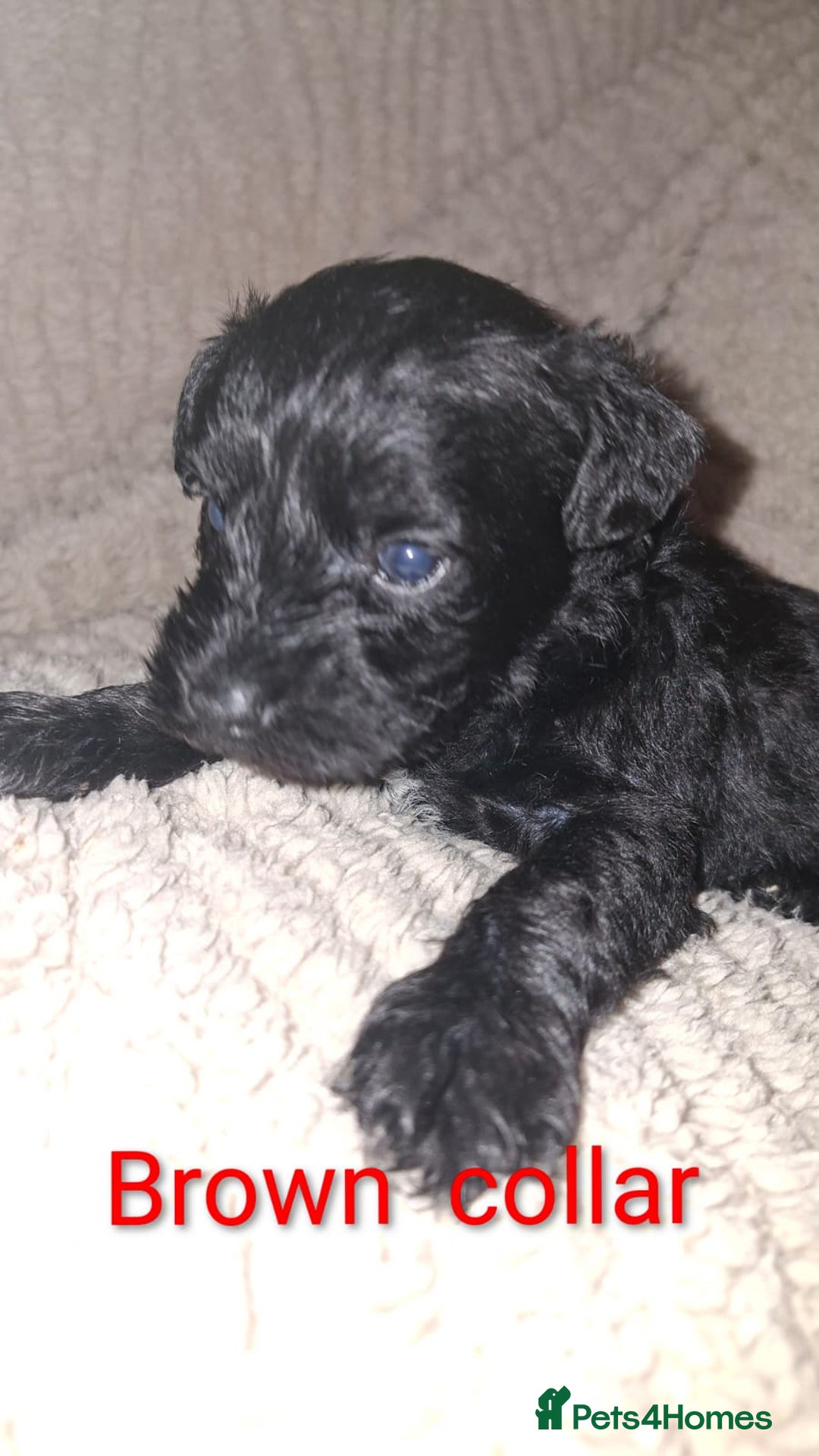 Miniature Schnauzer dogs for sale: 5 female miniature schnauzers - Image 10