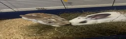Mixed Breed rabbits for sale: Two bonded male and female indoor rabbits in Leeds - Advert 6