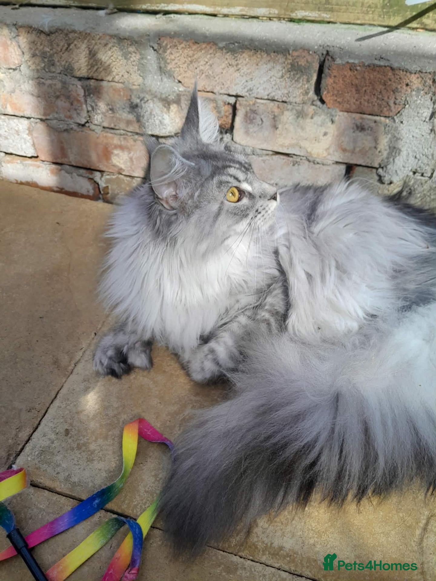 Maine Coon cats black silver/smoke TICA 3G boy&girl maine coon - Advert 2