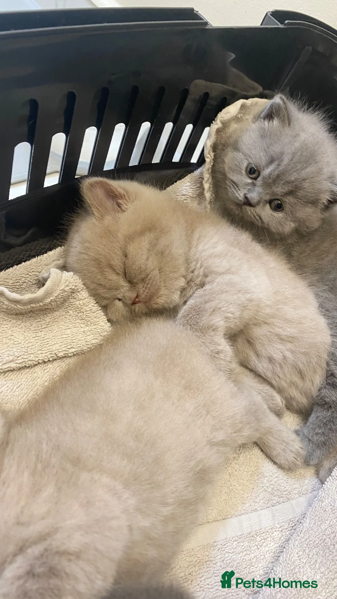 British Shorthair cats for sale: 💕🐾 Rare GORGEOUS PEDIGREE BSH KITTENS 🐱🥇💕 - Advert 20