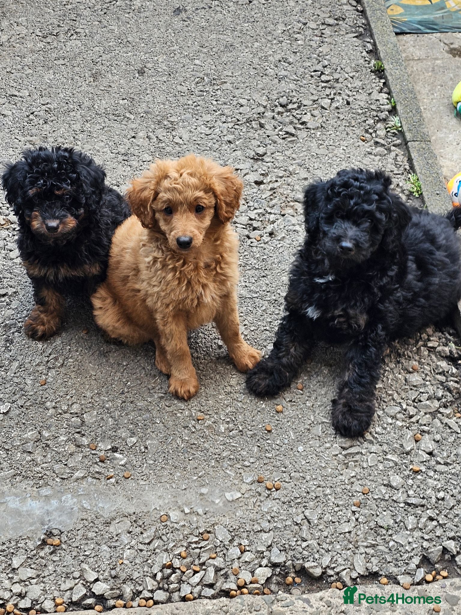 Cavapoo dogs Adorable Cavapoo Puppies Looking for Loving Homes - Advert 3