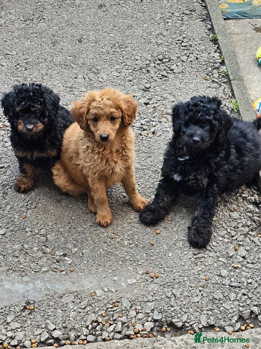 Cavapoo dogs for sale: Adorable Cavapoo Puppies Looking for Loving Homes - Advert 2