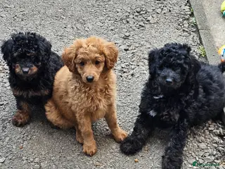 Cavapoo dogs Adorable Cavapoo Puppies Looking for Loving Homes - Advert 3