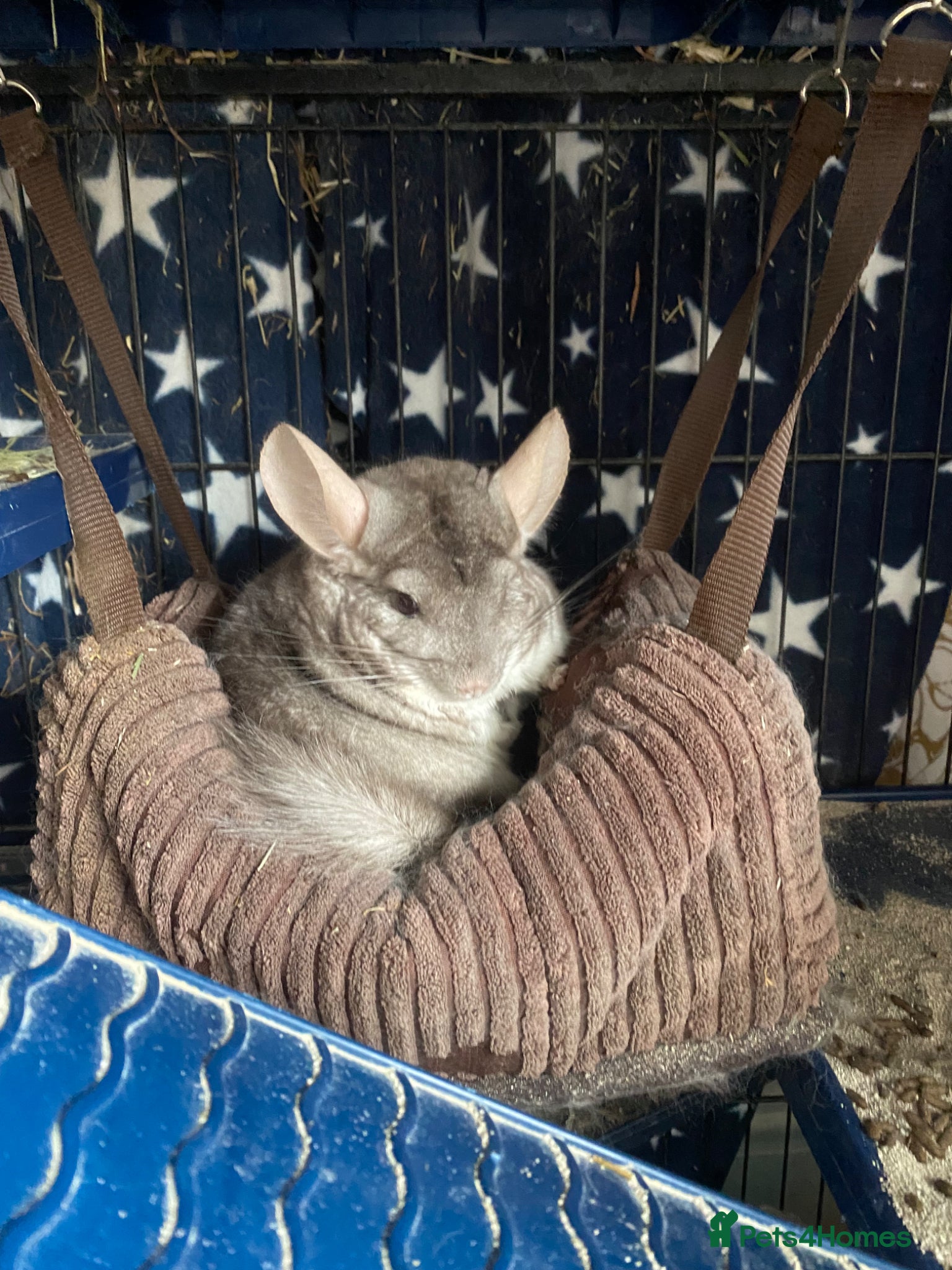 Chinchilla rodents Friendly chinchilla for sale  - Advert 4