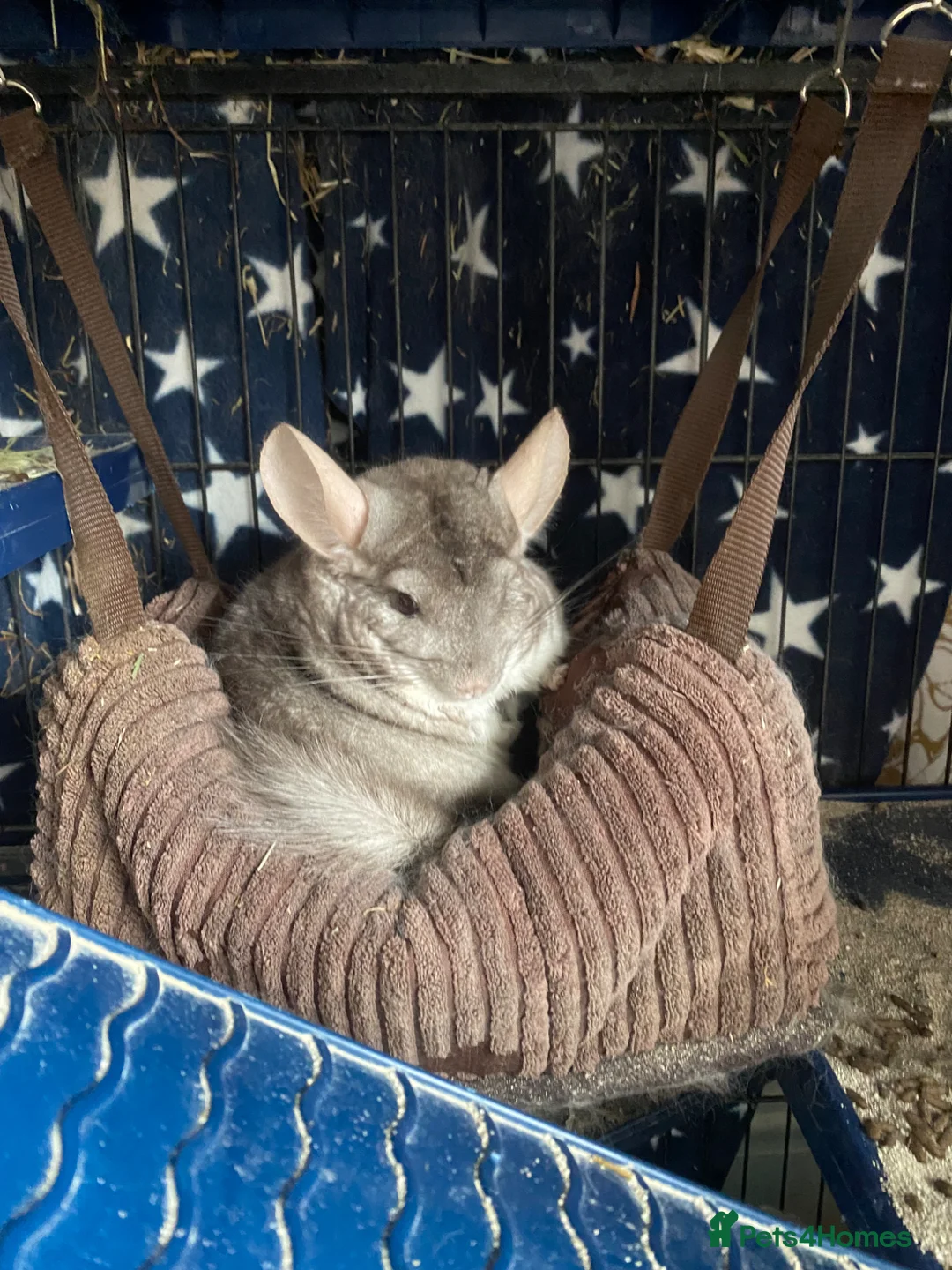Chinchilla rodents for sale: Friendly chinchilla for sale  - Advert 1