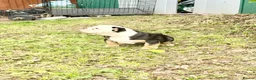 English Bulldog dogs for sale: KC Registered English Bulldog Puppies  - Advert 15
