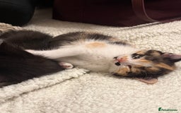 Mixed Breed cats for sale: Kittens  - Advert 17