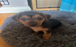 Mixed Breed dogs for sale: Jug and miniature dachshund mix pups - Image 8