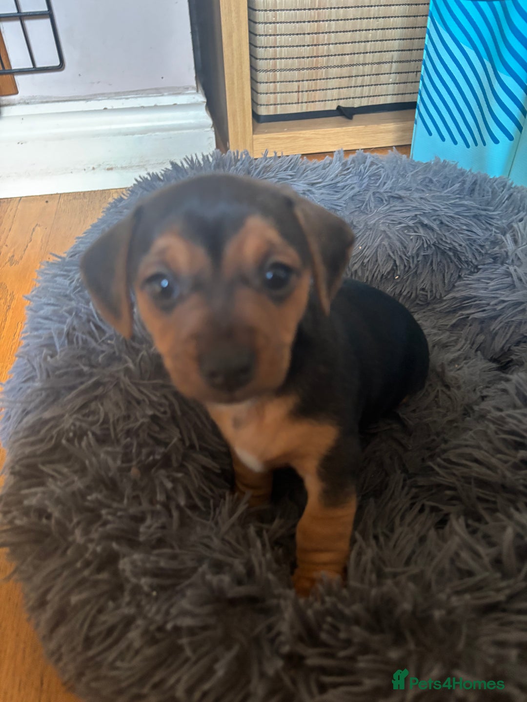 Mixed Breed dogs for sale: Jug and miniature dachshund mix pups - Image 8