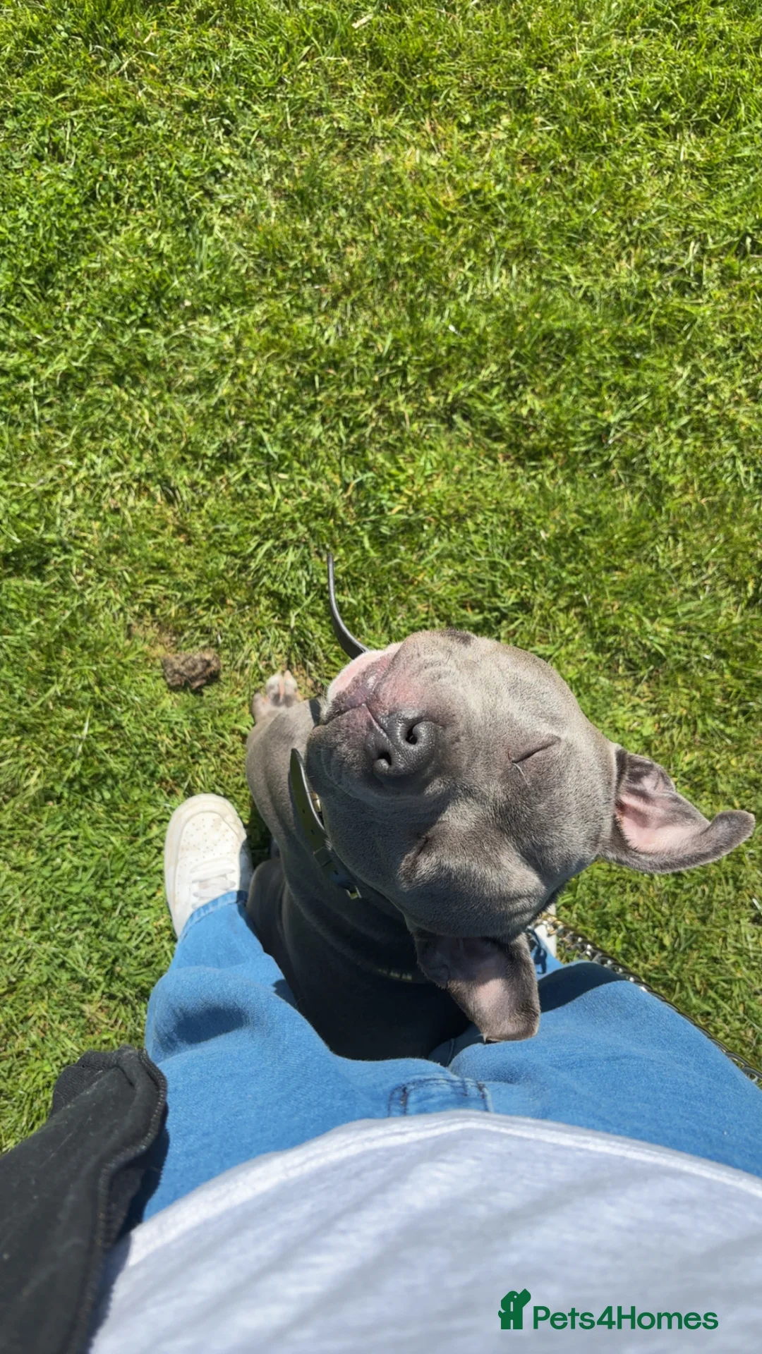 American Bull Staffy dogs for sale: Bluey is looking for his forever home  in Gloucester - Advert 1