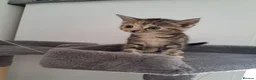 Mixed Breed cats for sale: Kittens - Advert 9