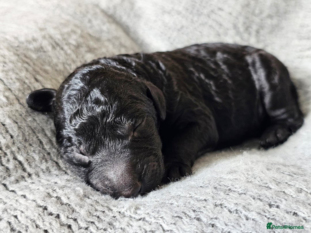 Goldendoodle dogs for sale: Exceptional Medium Goldendoodle pups for sale - Advert 16