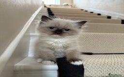 Ragdoll cats for sale: Ready now ✨ Two remaining pure ragdoll kittens - Image 3
