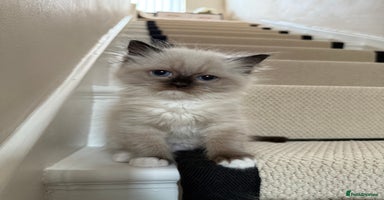 Ragdoll cats - Advert 6