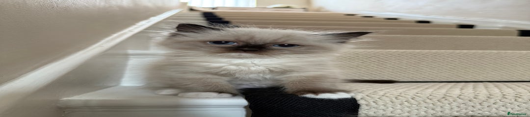 Ragdoll Kitten 1