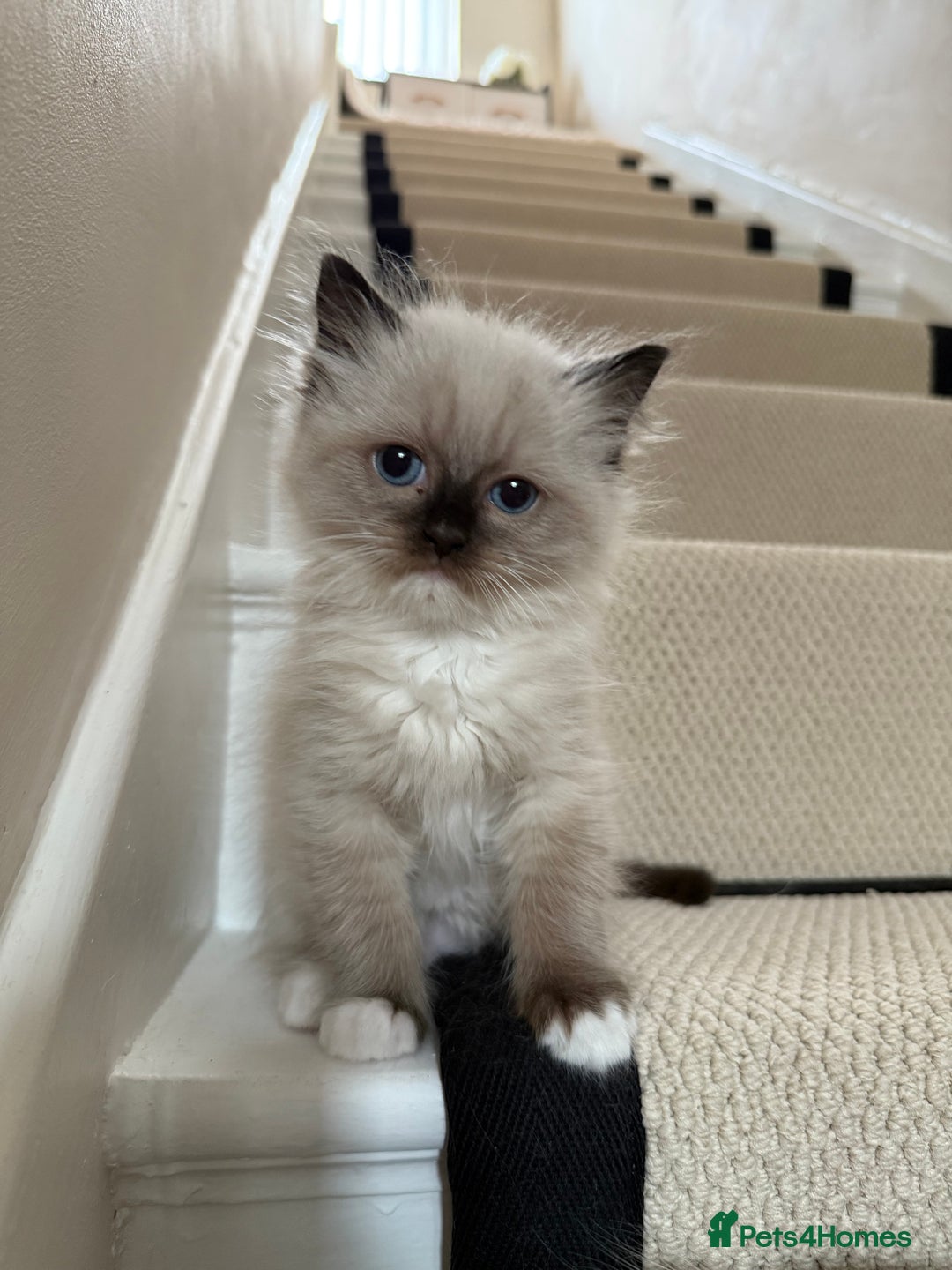 Ragdoll cats for sale: Ready now ✨ Two remaining pure ragdoll kittens - Image 3