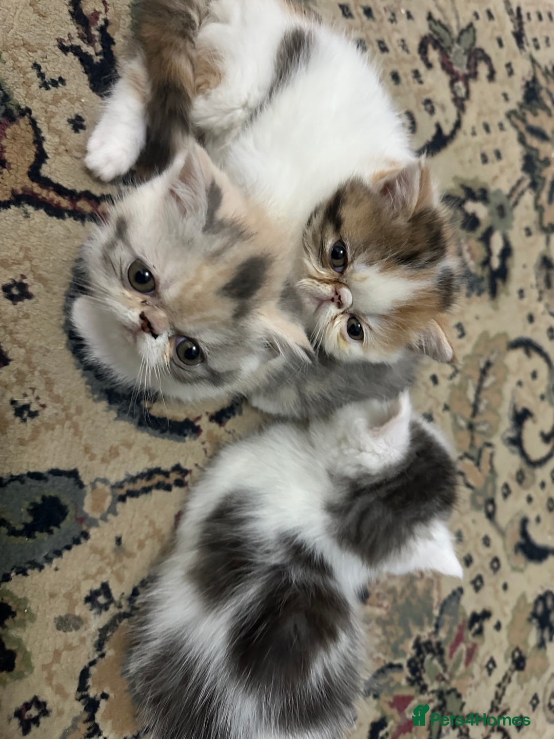 Exotic cats for sale: Lovely Exotic kittens ready to go - Advert 4