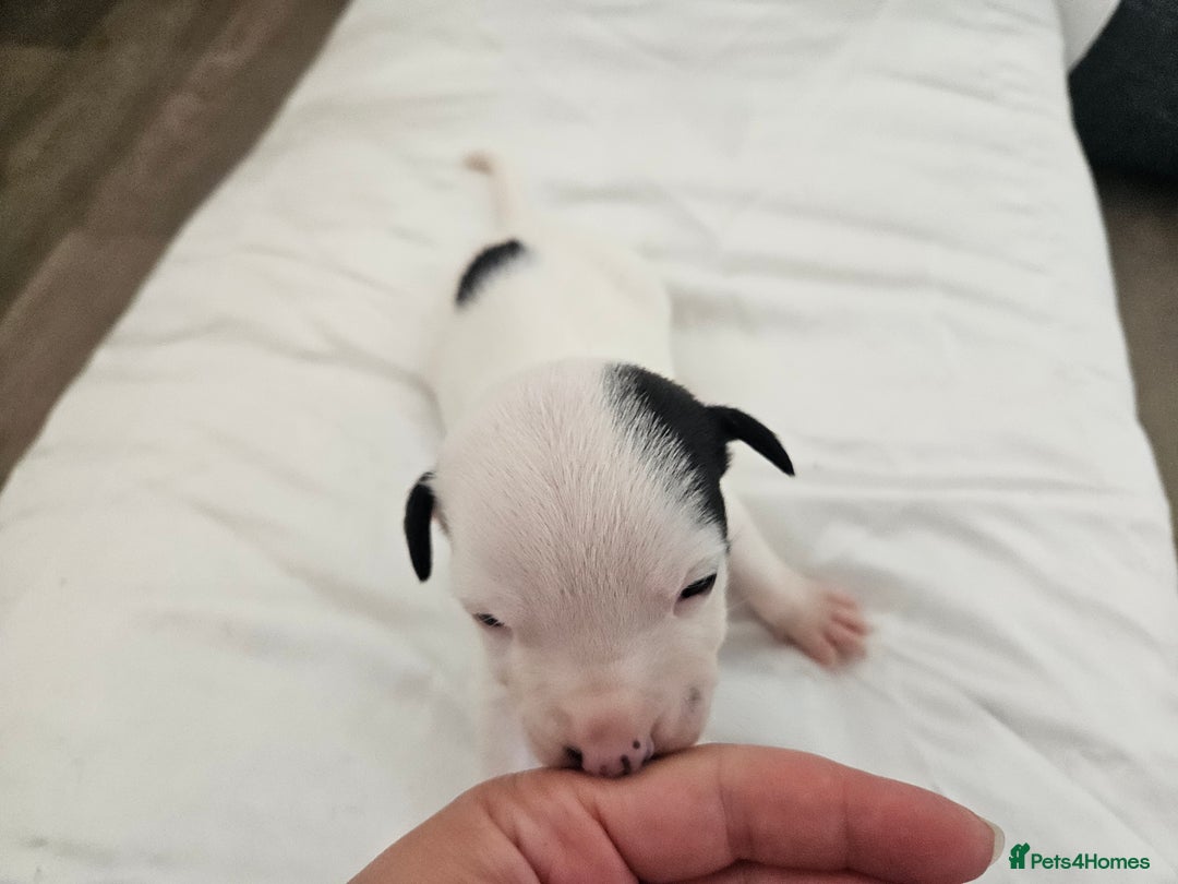 Staffordshire Bull Terrier dogs for sale:  Unique Classic Markings - Image 28