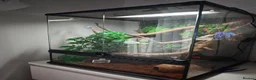Gecko reptiles for sale: Male 1 year old crested gecko  - Advert 4