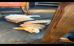 Golden Retriever dogs for sale: TRAINED KC 2YR GENTLE GIRL - Image 4